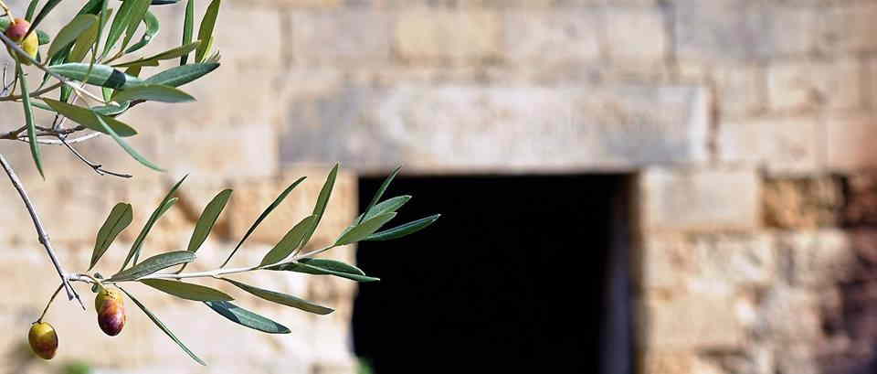 Tour dell'Olio d'Oliva in Puglia con Degustazione