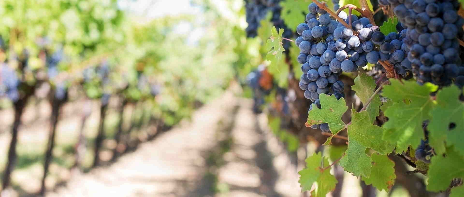 Tour del Vino in Puglia con Autista Privato